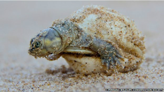 Foto de un tortuguillo saliendo de su huevo, tiene sus patas delanteras por fuera de huevo. La foto permite apreciar detalles de la arena de la playa.
