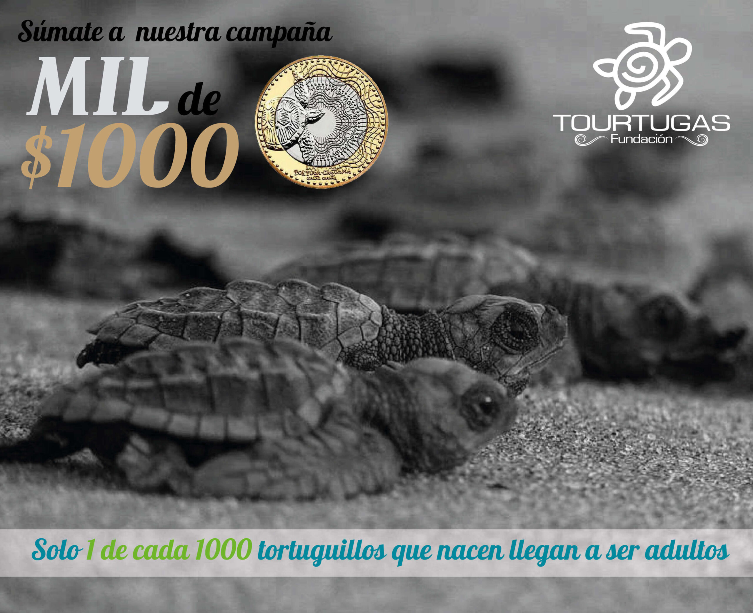 Foto en blanco y negro de tortugillos en la playa, con el nombre de la campaña, una moneda de mil por el lado que muestra la tortuga marina y la frase solo 1 de cada mil tortuguillos que nacen llega a ser adulto.