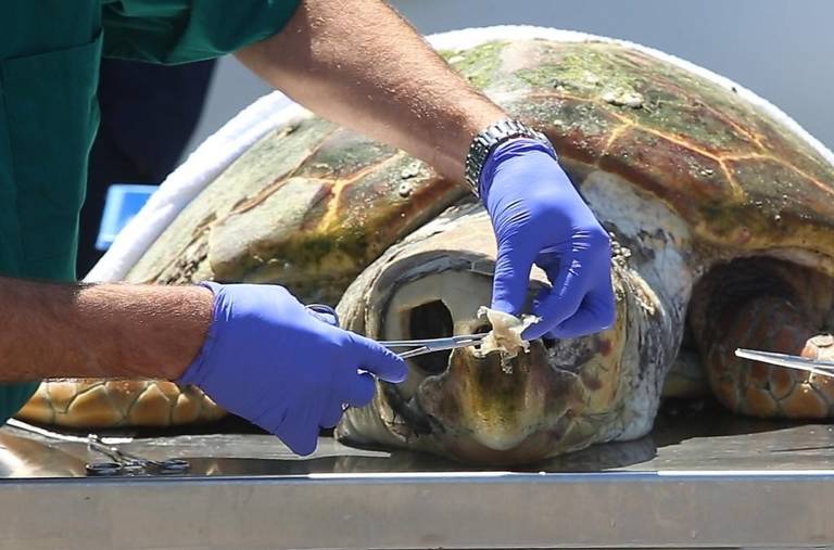 Foto del momento en el cual un veterinario extrae del cráneo de una tortuga con pinzas un trozo de plástico adherido a la cavidad nasal