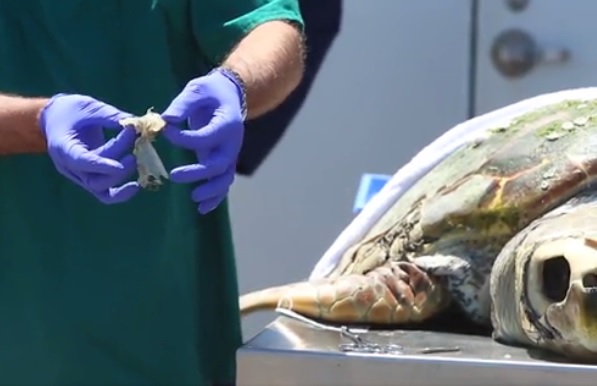 Cómo los desechos plásticos pueden matar tortugas marinas