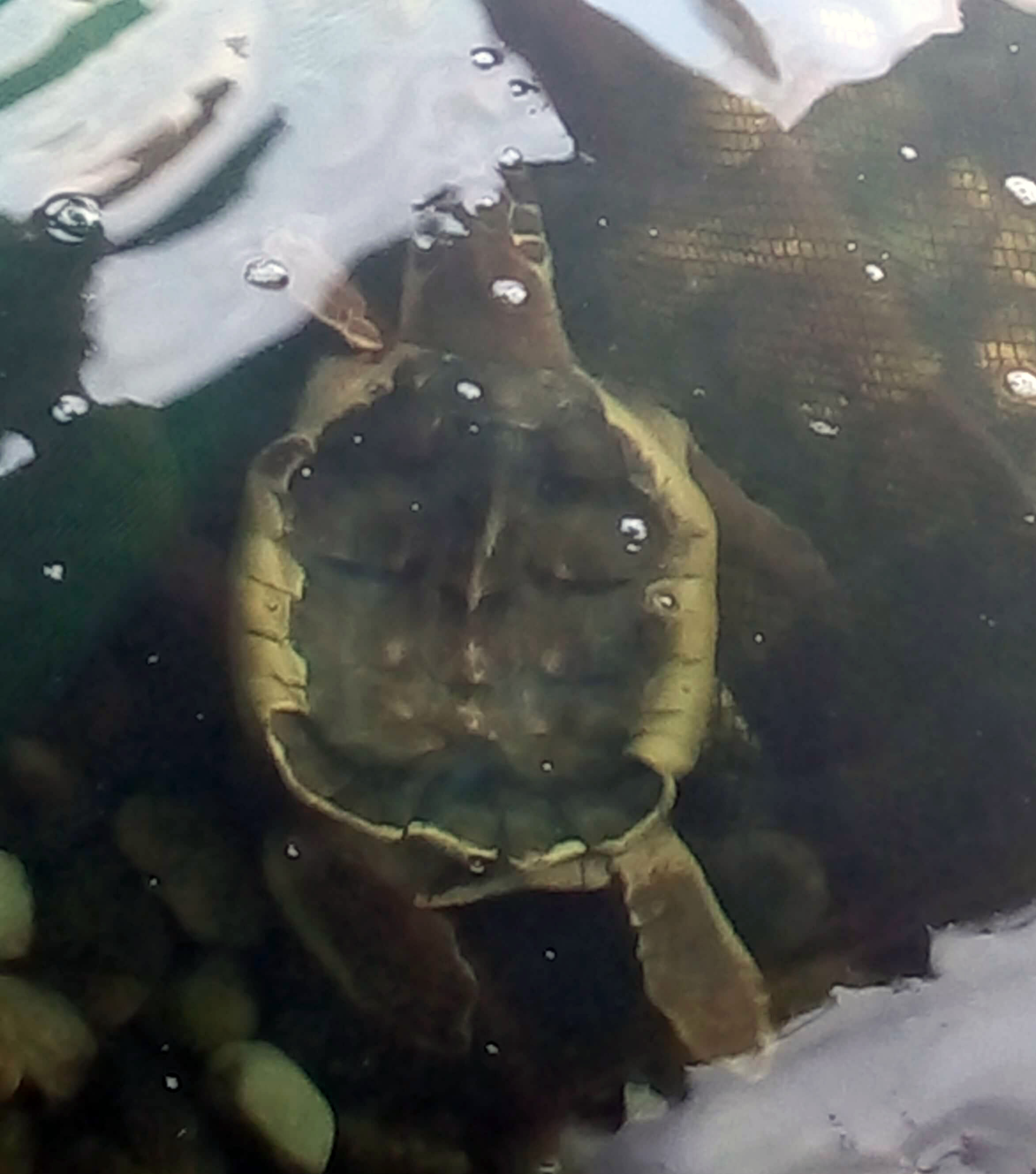 Zapatico: La tortuga marina con caparazón cóncavo