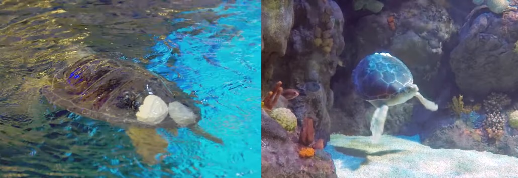 Fotos de Seemore, nadando en el acuario de Minnesota, antes de usar el "Exo-caparazón"