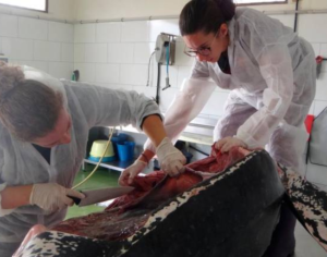Foto de las 2 investigadoras practicando necropsia a la tortuga Laúd, una de ellas sostiene un cuchillo con su mano derecha, mientras la otra sostiene parte del cuerpo y plastrón del animal.