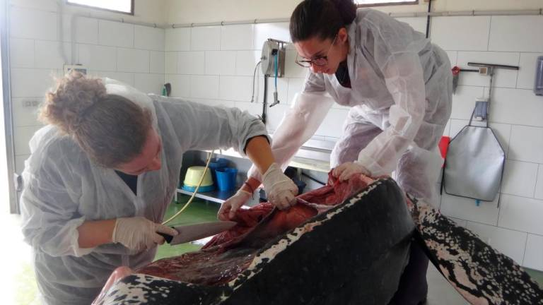 Foto de las 2 investigadoras practicando necropsia a la tortuga Laúd, una de ellas sostiene un cuchillo con su mano derecha, mientras la otra sostiene parte del cuerpo y plastrón del animal.