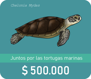 Botón de donaciòn de $500.000 con ilustraciòn de una tortuga verde