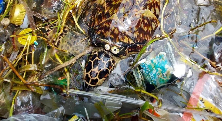 Foto de una tortuga carey nadando en medio de la basura.