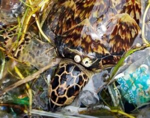 Foto de una tortuga carey nadando en medio de la basura.