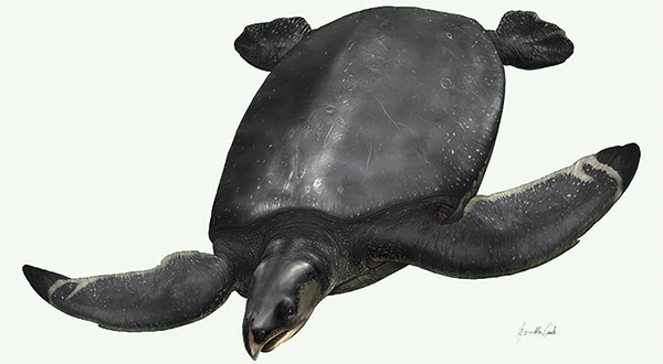 Recreación artística de la nueva especie Leviathanochelys aenigmatica, "la tortuga leviatán enigmática" encontrada en los Pirineos. / Agnès Amblàs – ICRA / Museo de la Conca Dellà