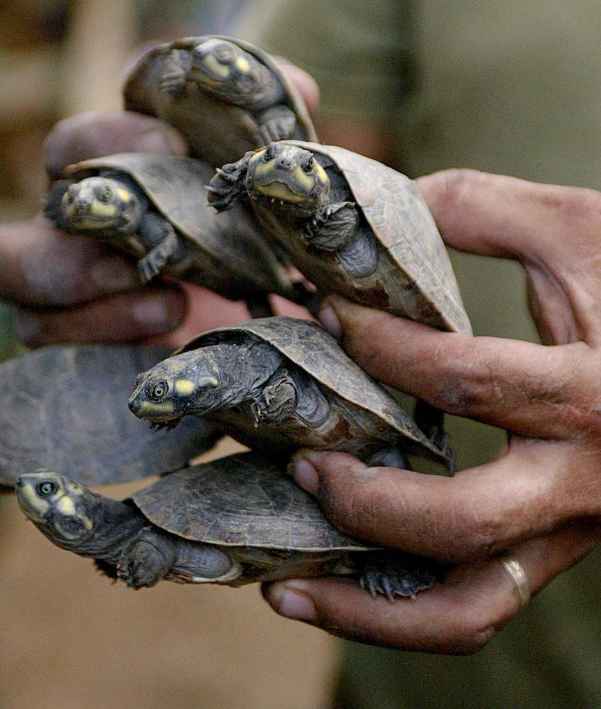 Madres tortuga ‘hablan’ con sus bebés antes de nacer para protegerlos de los depredadores