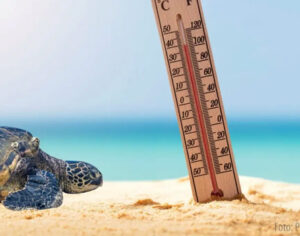 Tortuga marina en la arena de la playa, mirando de izquierda a derecha, justo adelante de ella hay un termómetro enterrado en la arena. Al fondo se puede apreciar el océano, en un degrade de tonos azules.