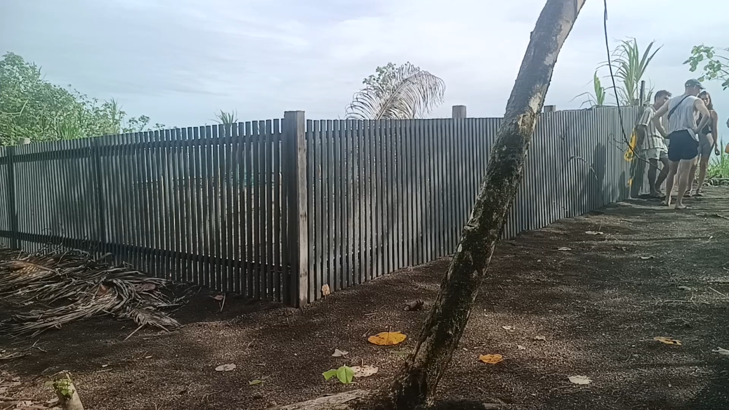 cerca de plástico7 En la imagen se aprecia una cerca perimetral de listones verticales, elaborados con plástico recuperdo de la playa, que conforma el vivero de incubación de huevos de tortugas marinas. En primer plano, se observa el tronco inclinado de una palmera y restos de hojas secas en el suelo. Al fondo, a la derecha, tres personas jóvenes permanecen de pie junto a la continuación de la cerca, rodeadas de vegetación tropical bajo un cielo nublado.